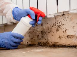 Professional Mold Removal Services in Wimauma, FL